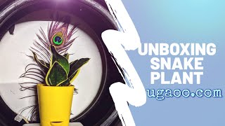 Ugaoocom Unboxing amp Review  snake plant unbox [upl. by Anima]