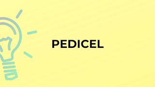 What is the meaning of the word PEDICEL [upl. by Annavaig319]