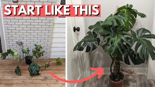 How to grow the BEST Monstera [upl. by Kaehpos682]