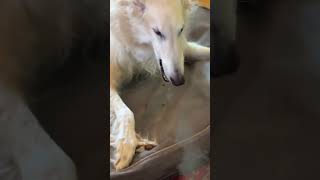 THATS THEIR HOME borzoi notapproved no funny borzoi dogs ants bugs [upl. by Tarra]