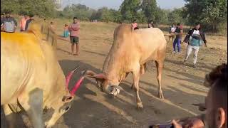 bull fight bhiwandi Kabir vs shiva [upl. by Ordnas366]