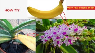 Reasons For Rhynchostylis Orchid Leaves Turning Yellow at base and How To Fix This [upl. by Erny]