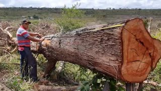 Desdobrando a Grande Tora de Eucalipto VermelhoAventuraThe great Eucalyptus Log [upl. by Jayne]