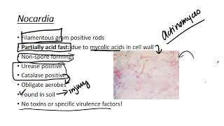 Nocardia [upl. by Mayer]