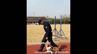 China’s First Corgi Police Dog Debuts [upl. by Einaeg416]