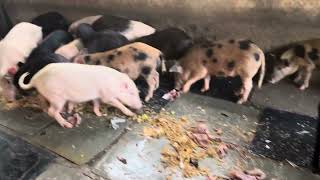 Andhra Pradesh pigs farms local breed KG 170 live Farm breed￼ good quality size 3040 available [upl. by Terej128]