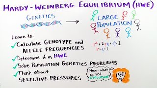 HardyWeinberg Equilibrium  iBiology amp Youreka Science [upl. by Acireh965]