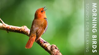 24 Hours of Beautiful Birds No Music Relaxing Nature Sounds Chirping Birds [upl. by Emmye132]