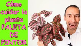 Cómo cuidar la planta PALETA DE PINTOR o POLKA [upl. by Ained]