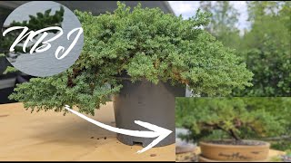 Making a bonsai from nursery stock juniper [upl. by Jemmy]