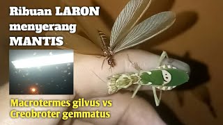 Mantis vs LARON Macrotermes gilvus [upl. by Shivers326]