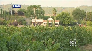 Late Summer Heat Burns Grapes In Northern Californias Wine Country [upl. by Enelav789]