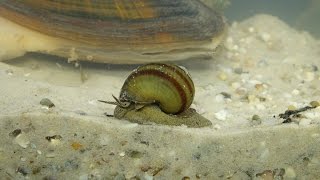 Viviparus viviparus  Sumpfdeckelschnecke  River Snail [upl. by Biamonte]