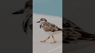 Capturing the charm of a Ruddy Turnstone in action [upl. by Meekah880]