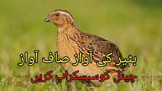 batair ki awaz saf Awaz 2024 [upl. by Gorga270]