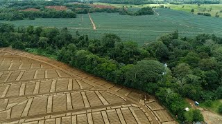 Fyffes Banana and Pineapple Farms in Costa Rica 2022 [upl. by Ecirtap]