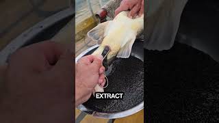 How is Caviar Extracted 🐟 shorts [upl. by Ydnor451]