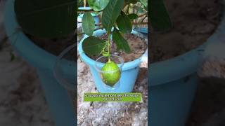 Easy method to grow lemon tree from air layering at home  How to grow lemon tree from cuttings [upl. by Lainahtan]