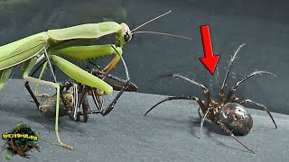 ¡IMPACTANTE ARAÑAS GIGANTES se encuentran CON una MANTIS RELIGIOSA  ¡APETITO VORAZ [upl. by Lourie909]