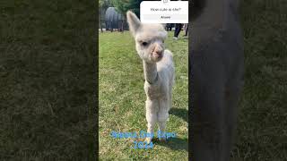 Alpaca baby at the Alpaca Day Expo 2024  Sep 14 2024 [upl. by Sutelc]