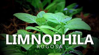 Limnophila Rugosa [upl. by Nixon]