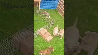 Los perros son mejores que los gatos 🐶🐱 dog dogsoftiktok doglover challenge funny viralvideo [upl. by Witha]