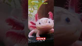 Top 10 Weirdest Animals on Earth  Unique Wildlife Wonders topdecade top10 [upl. by Etnoj271]