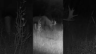 October Bull Moose in Montana moose montana montanawildlife wildlife hunting trailcam [upl. by Ardnazxela]