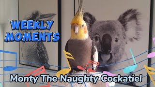 Monty The Naughty Cockatiels weekly moments ❤️❤️part 68❤️❤️ monty viral [upl. by Htenaj]