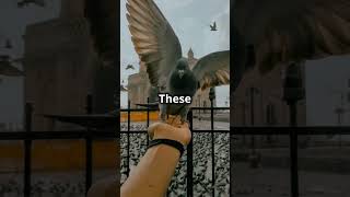 10 Surprising Facts About Pigeons [upl. by Ybot668]