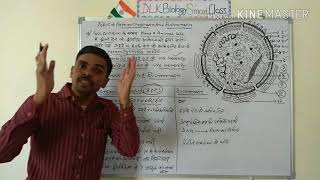 Heterochromatin And Euchromatin In Hindi [upl. by Okorih954]