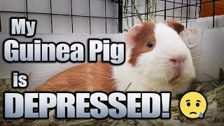 My Guinea Pig is Depressed [upl. by Soble]