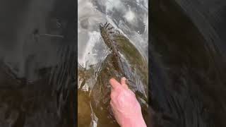 Terrigal lagoon session solid fish🤙🤘 flathead fish [upl. by Seidler]