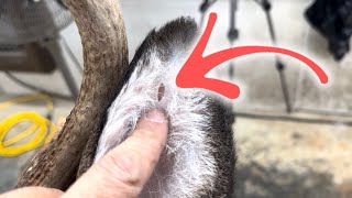 10 SECOND REPAIR for Holes in Deer Ears [upl. by Ojibbob]