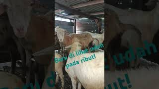 pagipagi lihat semua ternak di belakang rumah viralvideo [upl. by Aititel895]