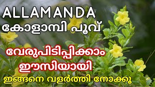 Allamanda and Yellow Mandaville care  Gardening Malayalam  Shilpazz Thattikootu [upl. by Nnyliram644]