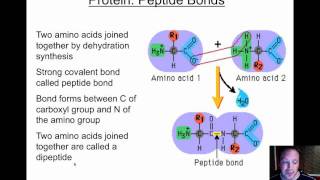 Organic chemistry screencast segment 5  proteinsmp4 [upl. by Vashtee]