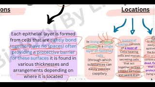 Epithelial tissue biologypoli12 biology12 [upl. by Acim]