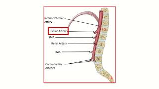 Abdominal aorta coeliac trunk MRCS question solve CRACK MRCS [upl. by Grenier]