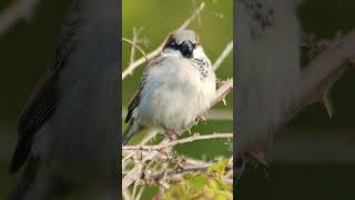 The Sparrows jolly chirps  Bird sounds nature sounds shorts [upl. by Tobye350]