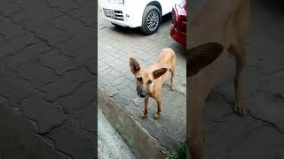 Stray dog invaded my backyard shorts straydogs funnydogs [upl. by Royall385]