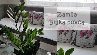 Zamija  Biljka novca i srece [upl. by Adachi]