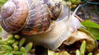 Escargot qui mange une feuille de salade [upl. by Cenac]