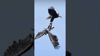 Bald Eagles FIGHT for food mid air😱 [upl. by Miguelita]