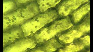 Chloroplasts moving by cytoplasmic streaming in the cells of the aquatic plant Elodea [upl. by Pax]