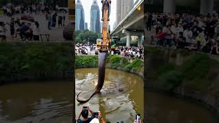 Unbelievable Phone Captures Excavator Finding Giant Snake 🐍 Excavator SnakeDiscovery GiantSnake [upl. by Feenah]