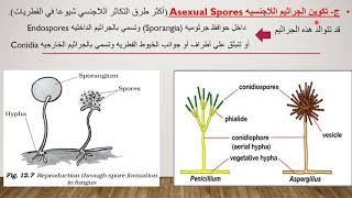 التكاثر في الفطرياتجزء اول التكاثر الخضري اللاجنسي VegetativeampAsexual reproduction in fungi [upl. by Rutledge]