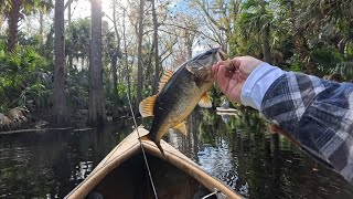 Kayaked into the Lake Ashby swamp to catch anything that would bite [upl. by Suzi311]