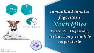 🟡 Neutrófilos parte 6️⃣ Digestión destrucción y estallido respiratorio [upl. by Leanne]