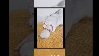 Mon cat love baby cat kitten kitty viralvideos babyanimal shortvideos shortsfeed [upl. by Brigham719]